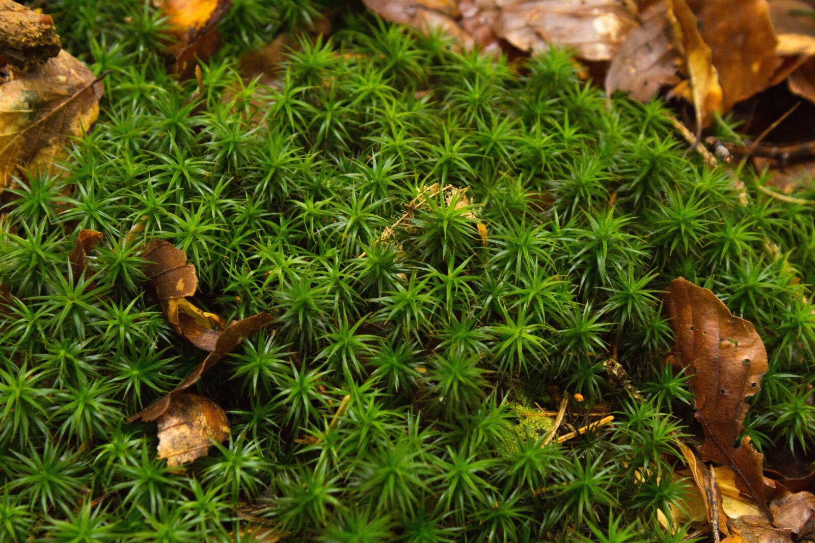 Canon EOS 600D (Rebel EOS T3i / EOS Kiss X5) sample photo. Plant, moss, nature photography