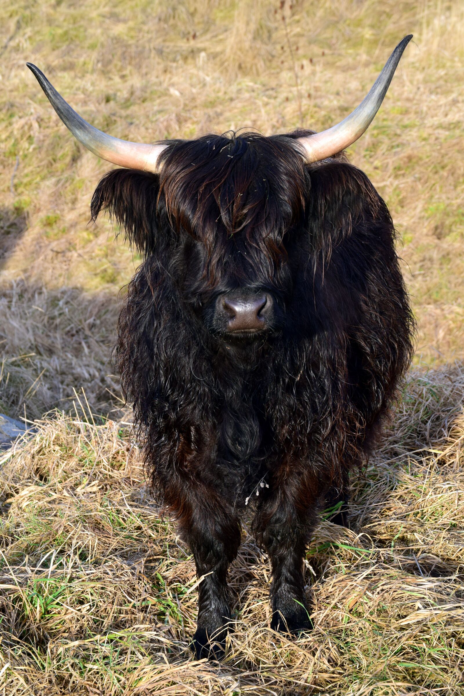 Nikon D3300 sample photo. Highland beef, scottish, galloway photography