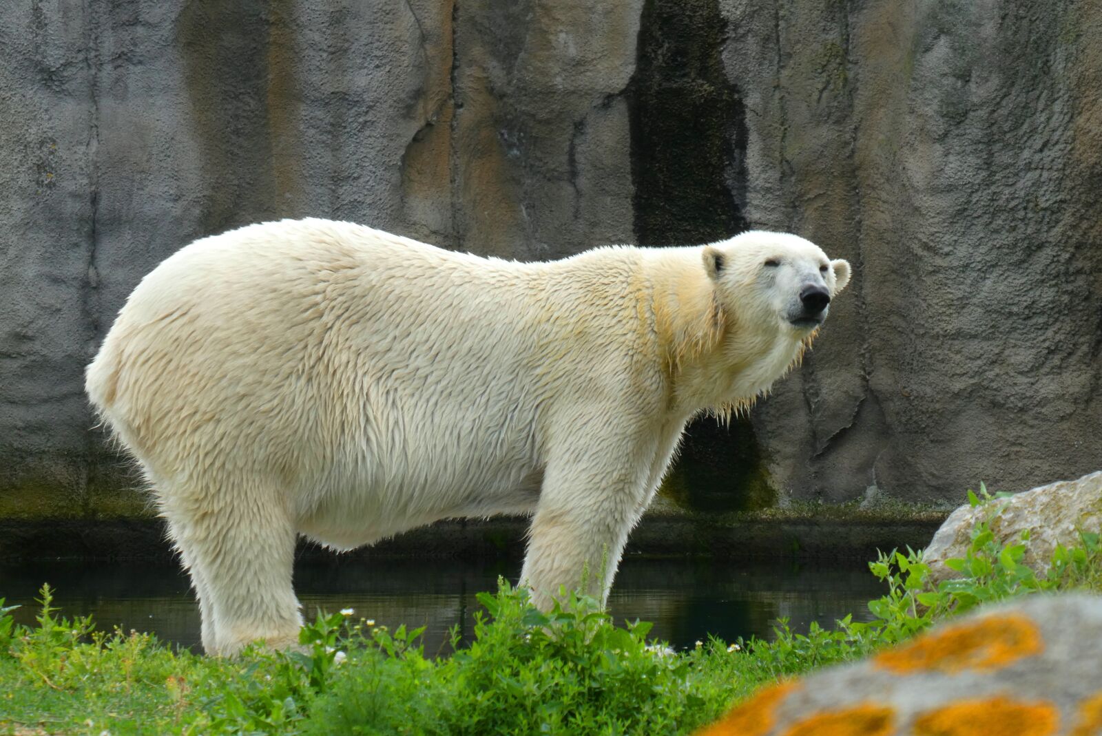 Panasonic Lumix DC-ZS70 (Lumix DC-TZ90) sample photo. Polar bear, predator, white photography