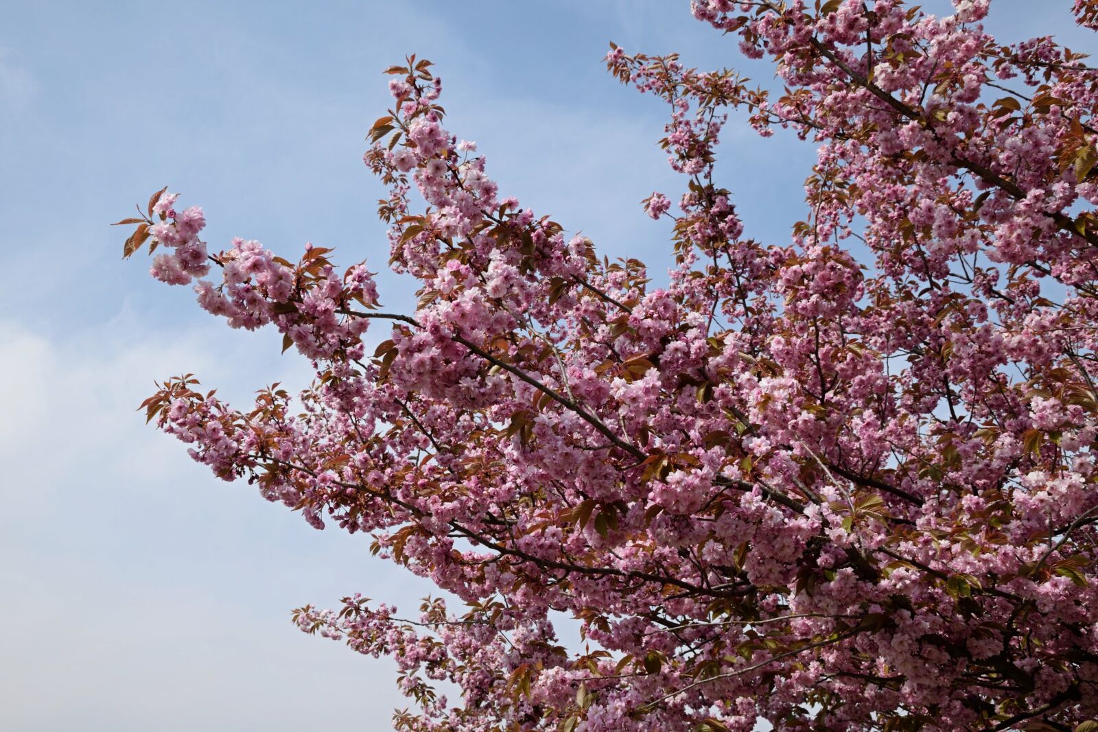 Nikon D3300 sample photo. Flowering branches, pink flowers photography