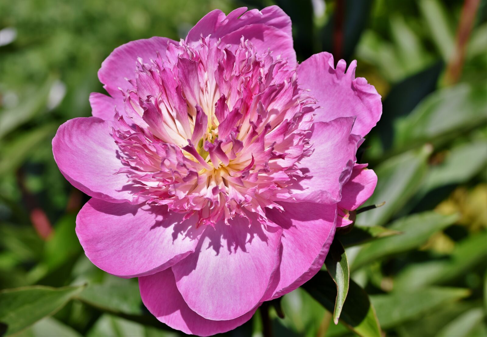 Nikon D7200 sample photo. Peony, rose, bud photography