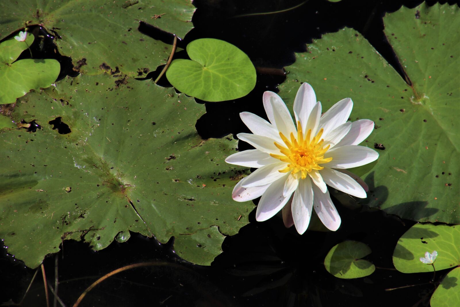 Canon EOS 80D sample photo. Plant, lotus, leaf photography