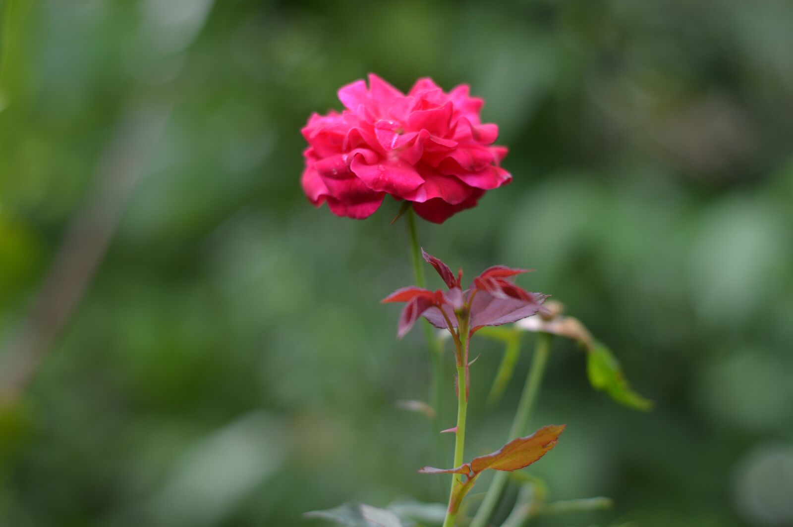 Nikon D3200 sample photo. Flower, fresh, leaves photography