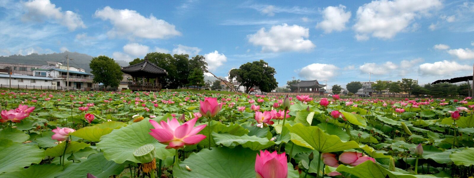 Canon EOS-1Ds Mark III sample photo. Lotus, flowers, sky photography