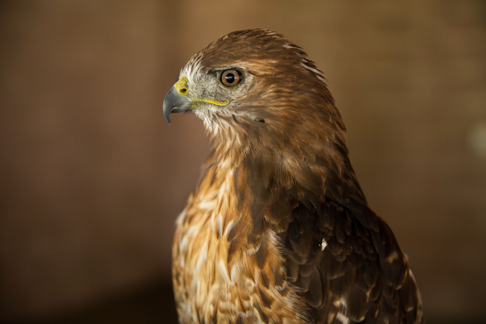 Canon EF 24-70mm F2.8L II USM sample photo. Red tail hawk, bird photography