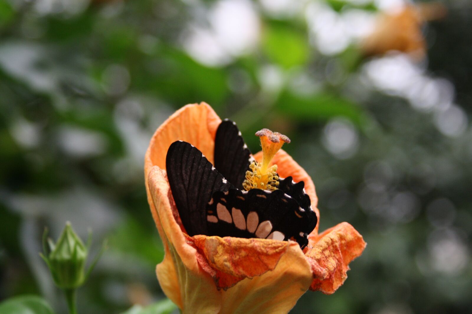 Canon EOS 1000D (EOS Digital Rebel XS / EOS Kiss F) sample photo. Butterfly, flower, blossom photography