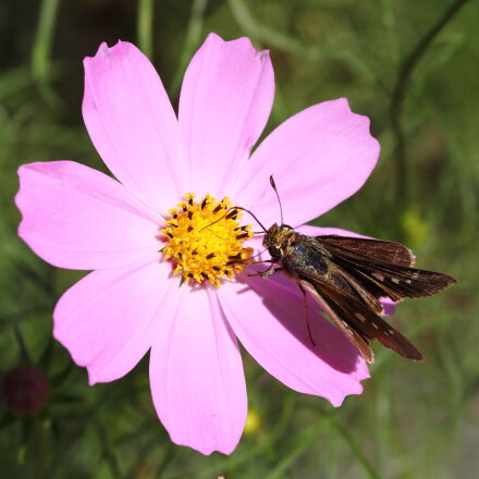 作例あり】Canon EF 50mm macro Canon EF 50mm Macro sample