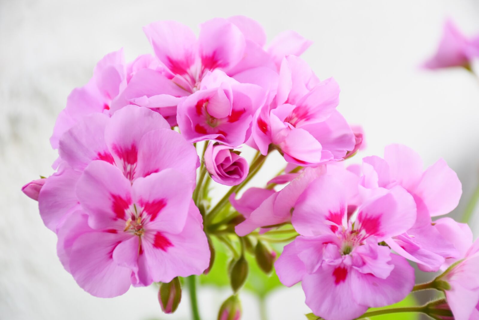 Nikon D7200 sample photo. Geranium, precious geranium two-tone photography