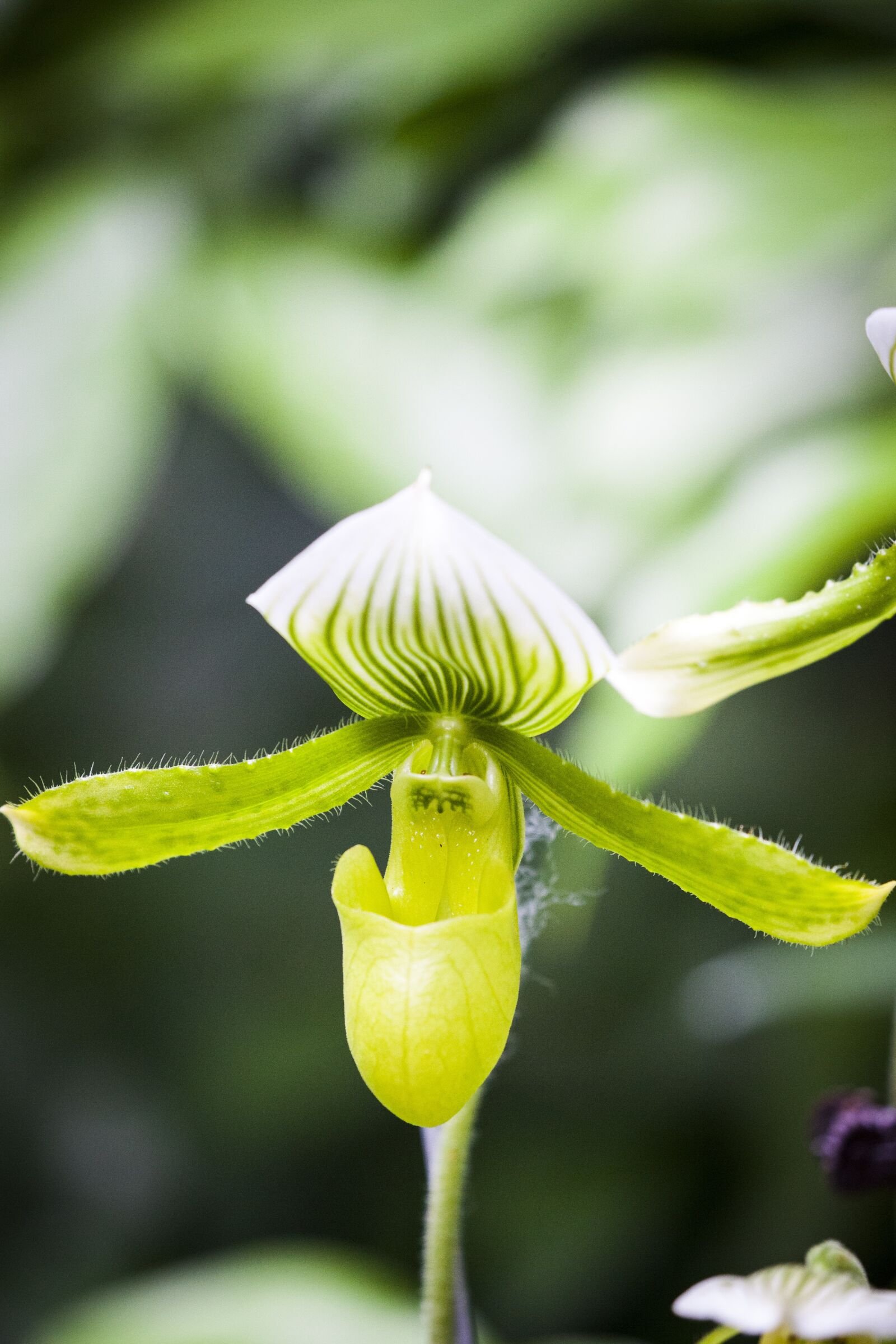 Canon EOS 5D Mark II sample photo. Blossom, bloom, orchid photography