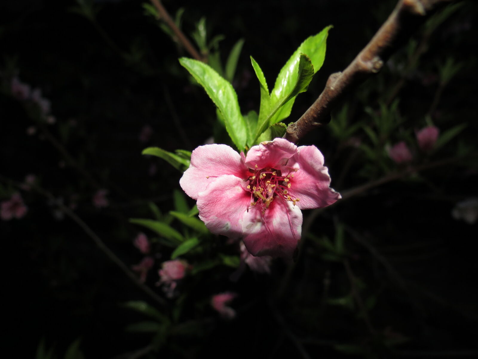 Canon PowerShot SX40 HS sample photo. Flower, k2grewal, nature, nightphotography photography
