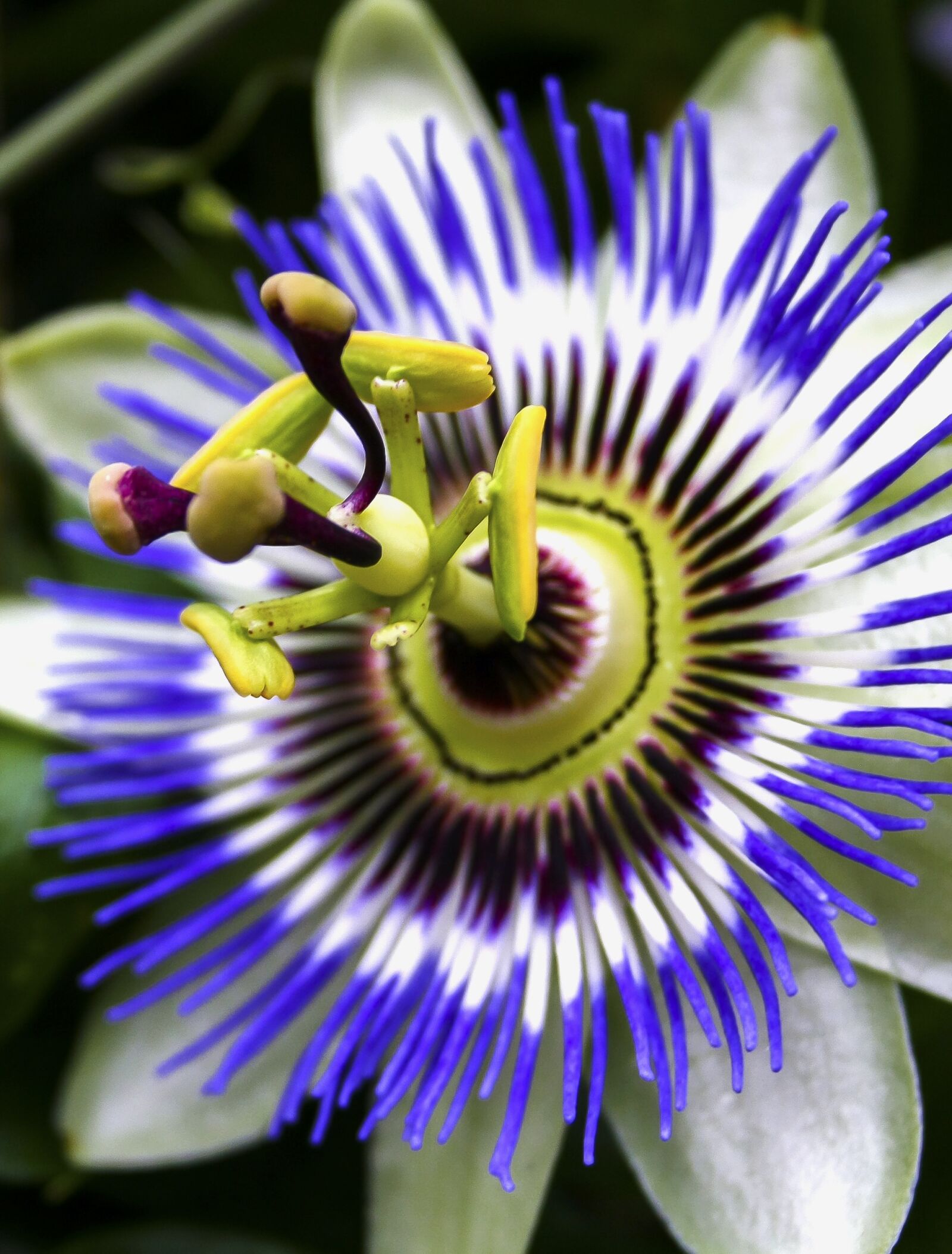 Canon EF-S 18-55mm F3.5-5.6 II sample photo. Passiflora, blossom, bloom photography