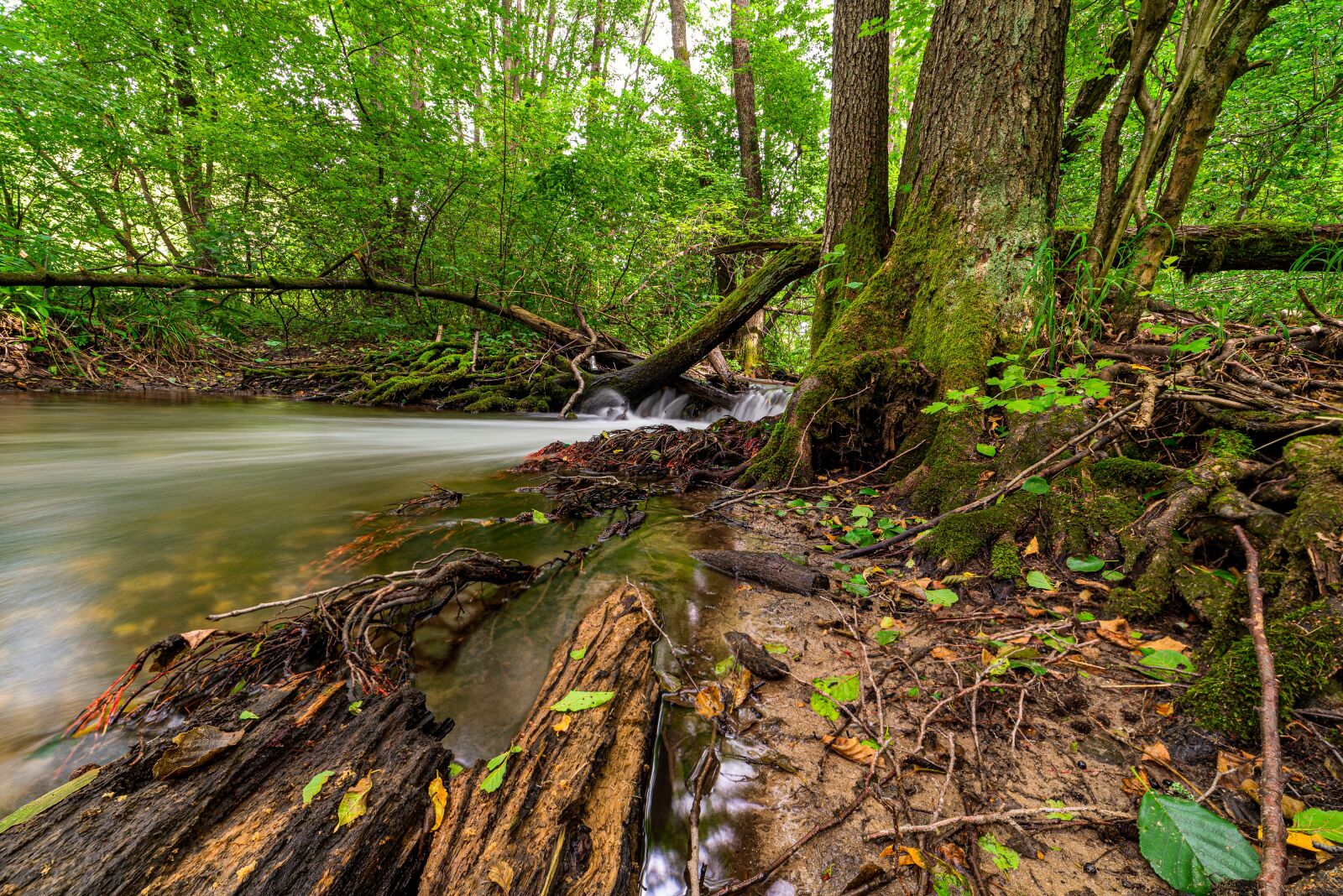 Nikon D750 sample photo. Nature, green, trees photography