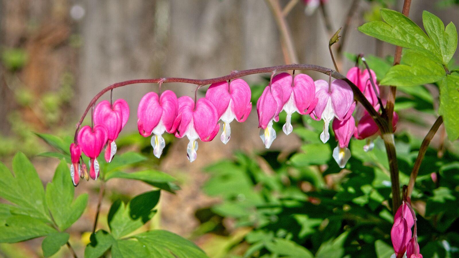 Nikon D7500 sample photo. Bleeding heart, lamprocapnos spectabilis photography