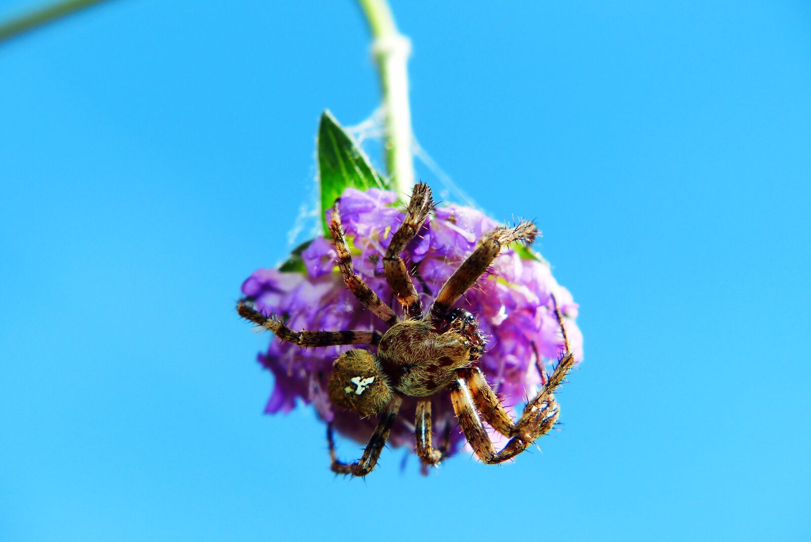 Panasonic Lumix DMC-FZ200 sample photo. Crusader garden, female, arachnid photography