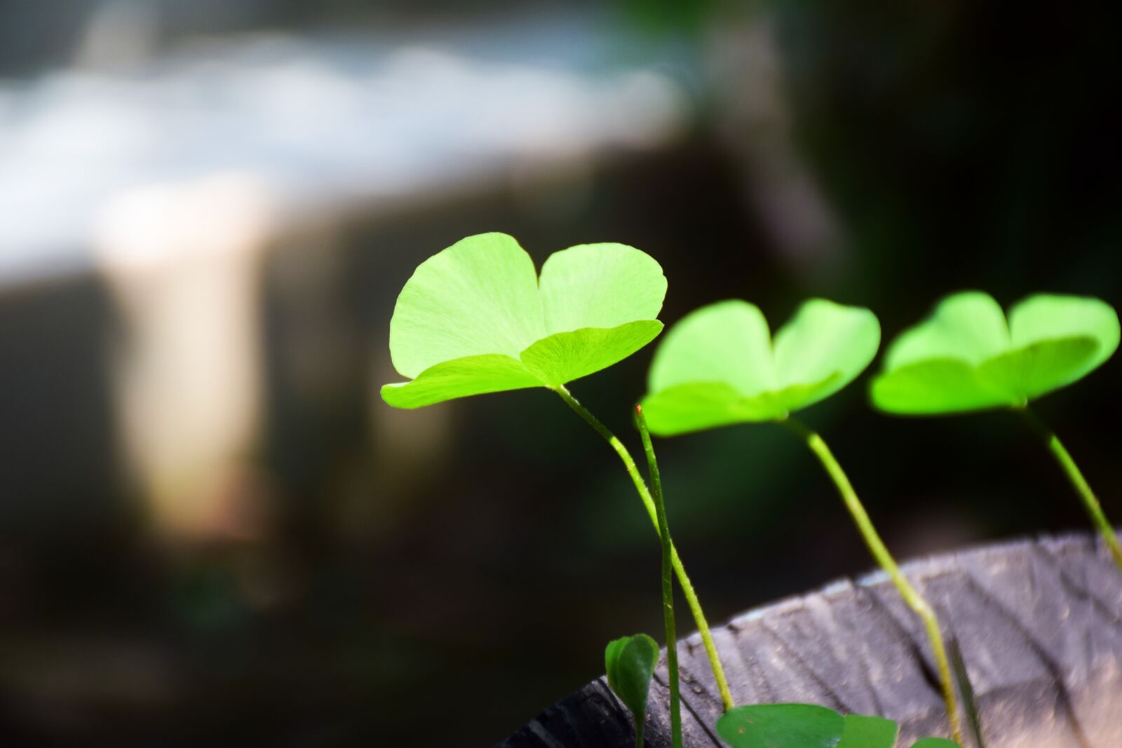 Nikon D5300 sample photo. Plant, wood decor, green photography