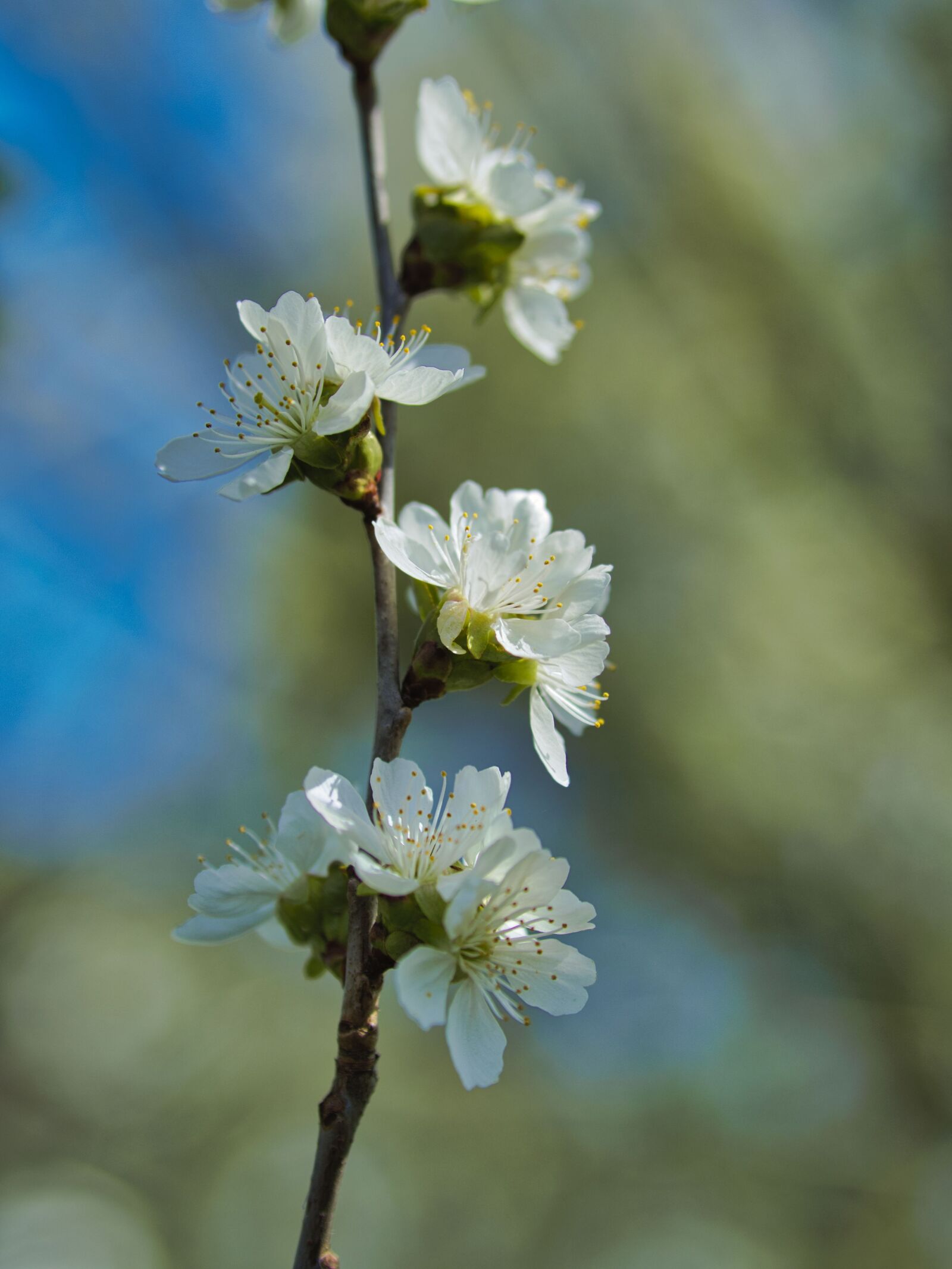 Olympus OM-D E-M10 III sample photo. Spring, flowers, flower photography