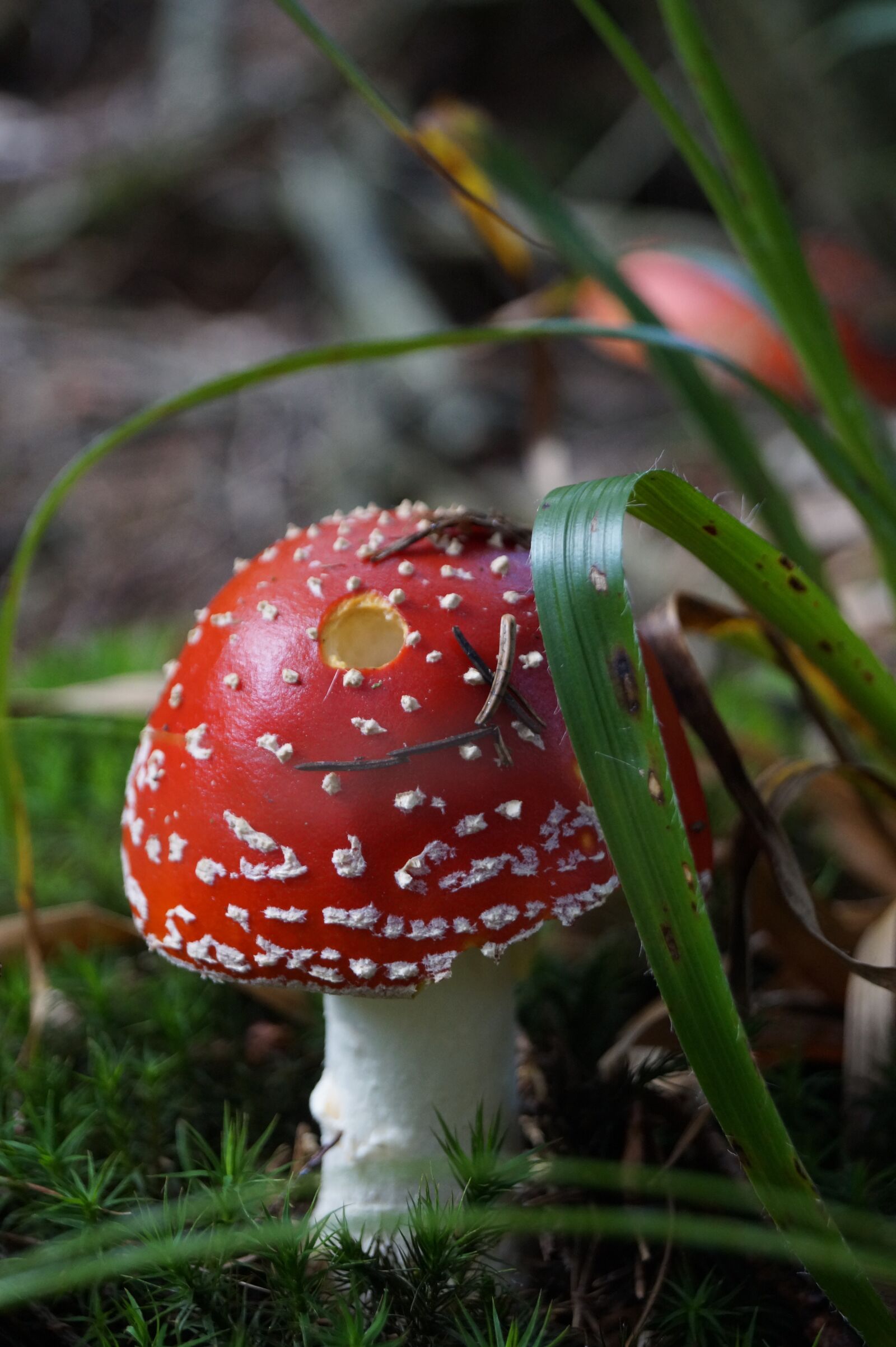 Sony DT 18-55mm F3.5-5.6 SAM II sample photo. Fly agaric, forest, nature photography