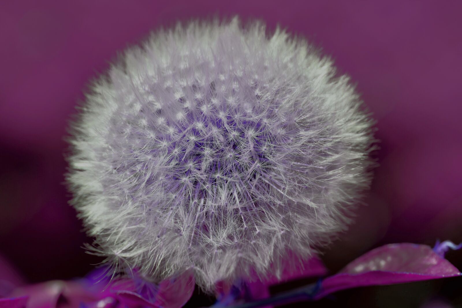 Nikon D7200 sample photo. Dandelion, seeds, plant photography