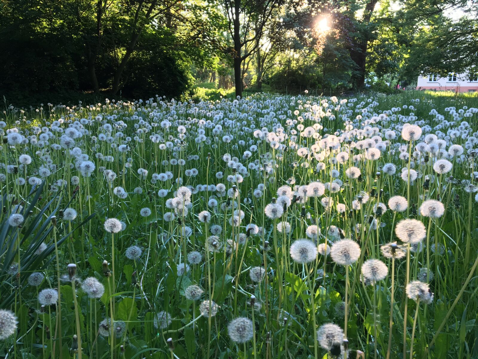Apple iPhone 6s sample photo. Dandelion, landscape, meadow photography