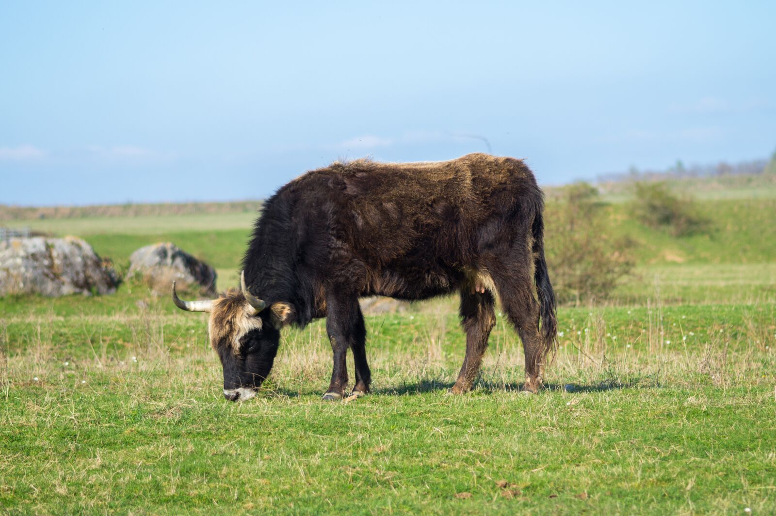Sony SLT-A58 sample photo. Tail cattle, heck cattle photography