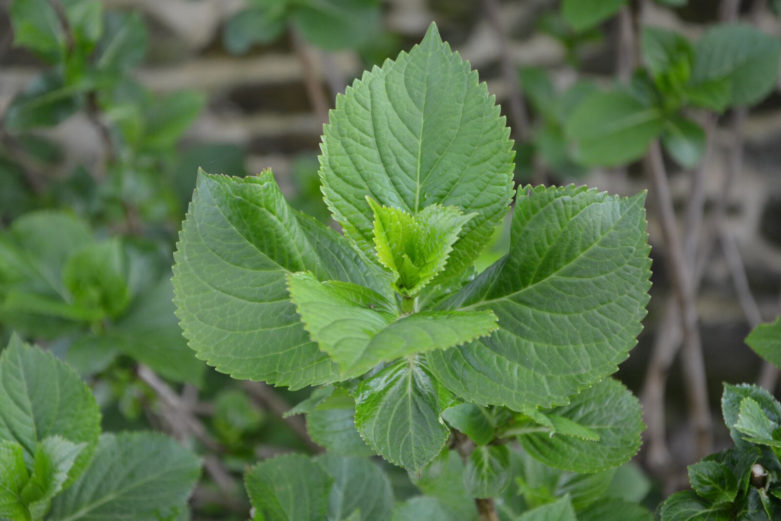 Nikon D5200 sample photo. Leaf, leaves hydrangea, plant photography