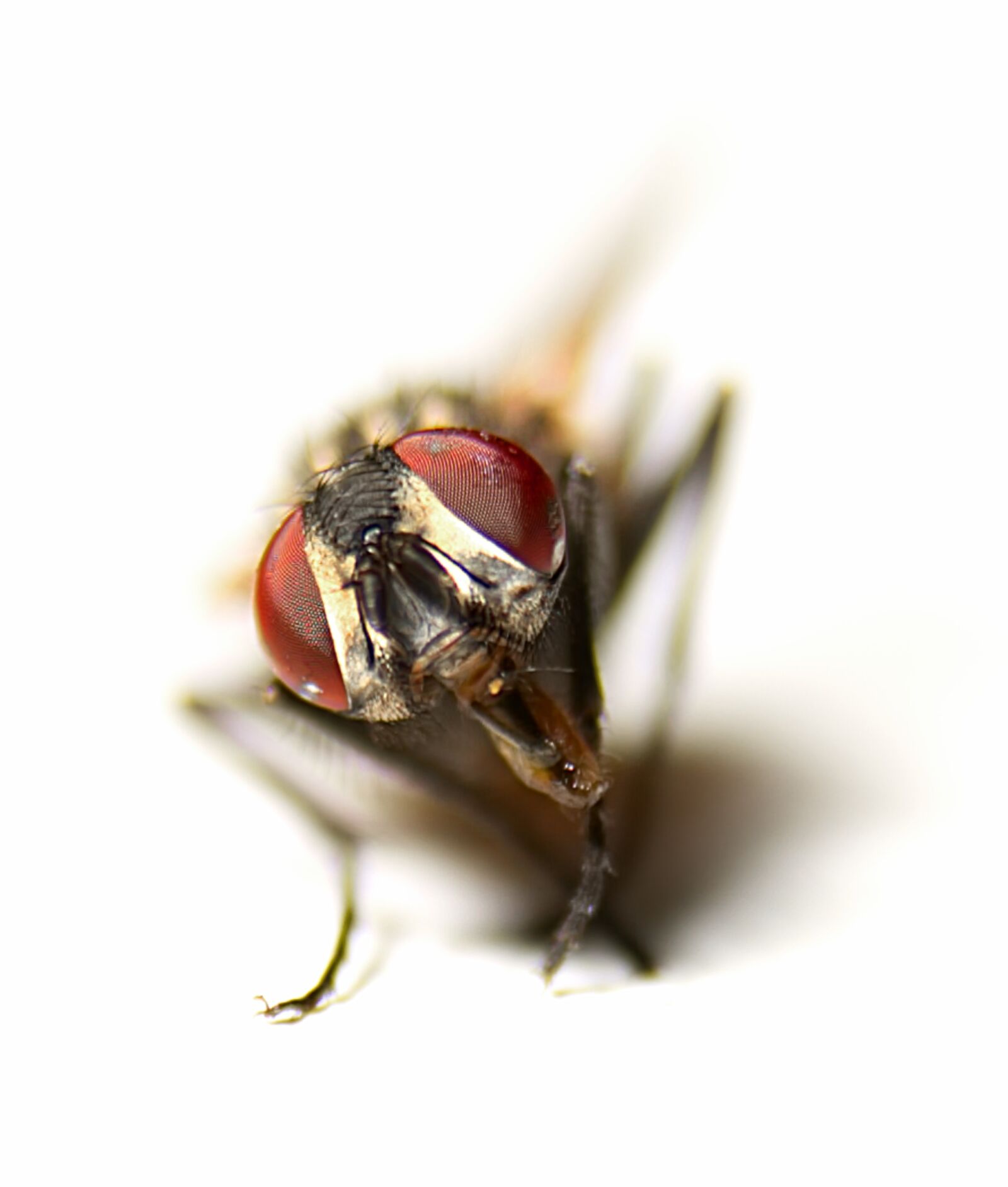 Nikon D750 sample photo. Fly, eyes, insect photography
