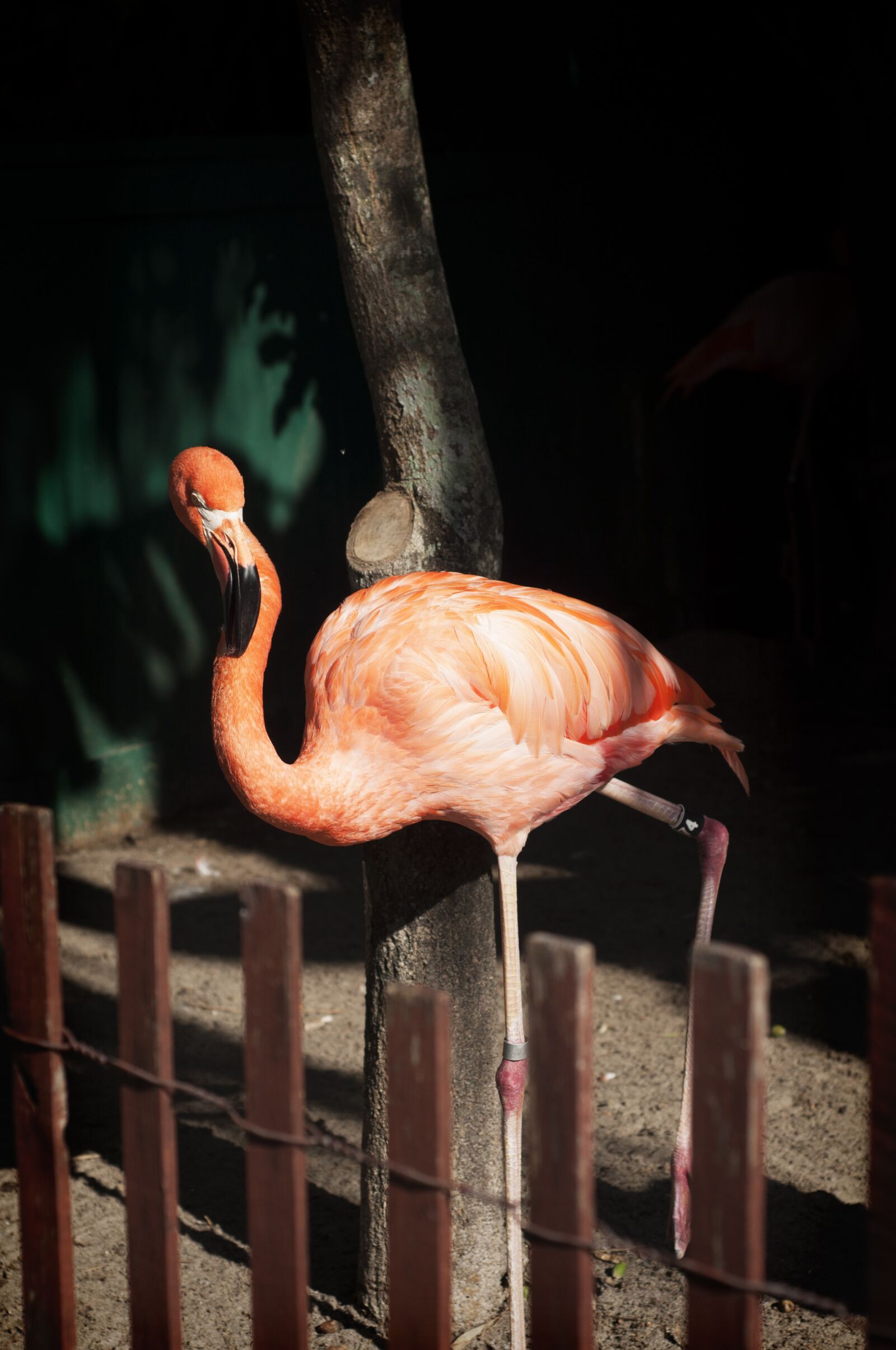 Nikon D90 sample photo. Flamingo, pink, park photography