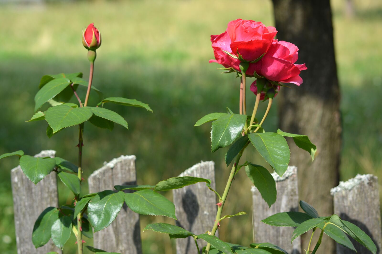 Nikon D5200 sample photo. Rose, flower, blossom photography
