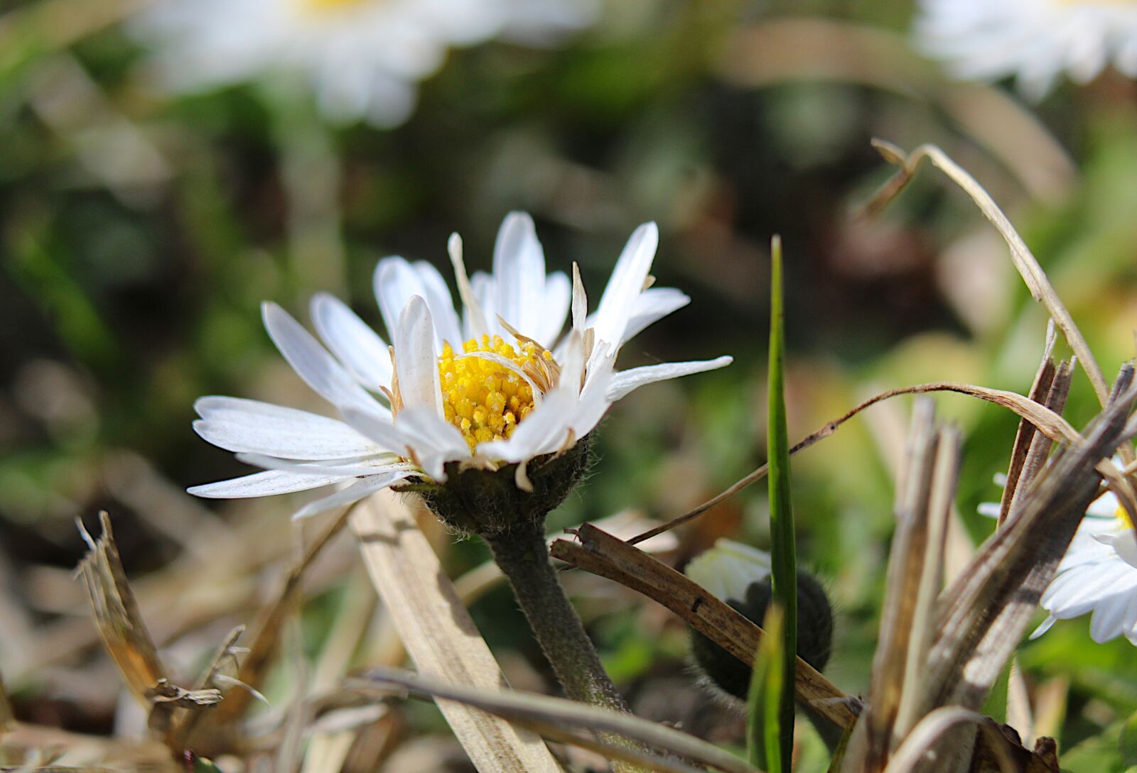Canon EOS 4000D (EOS Rebel T100 / EOS 3000D) sample photo. Nature, plants, daisy photography