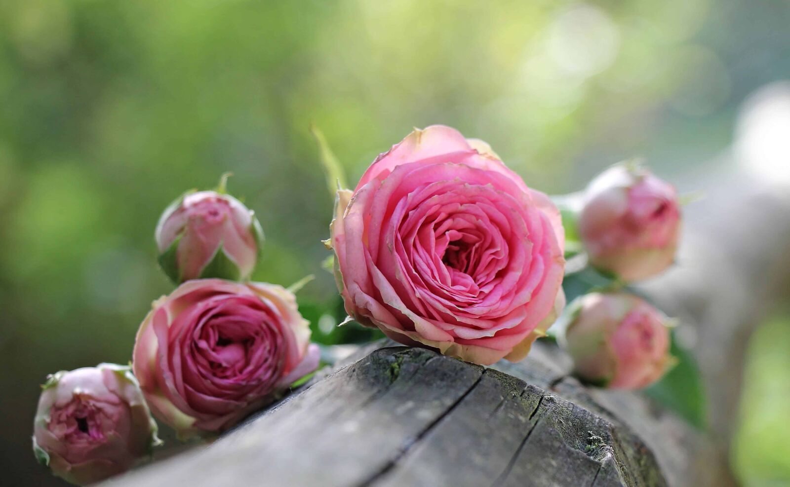 Canon EOS 550D (EOS Rebel T2i / EOS Kiss X4) sample photo. Nature, pink flower, petal photography