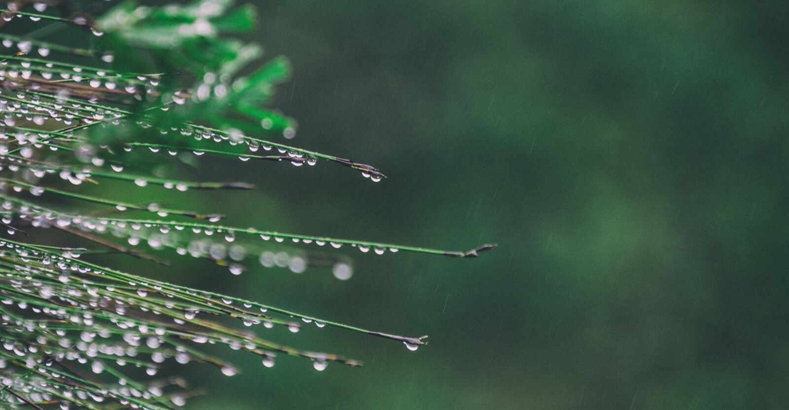 Nikon D7000 sample photo. Grass, droplets, wet photography