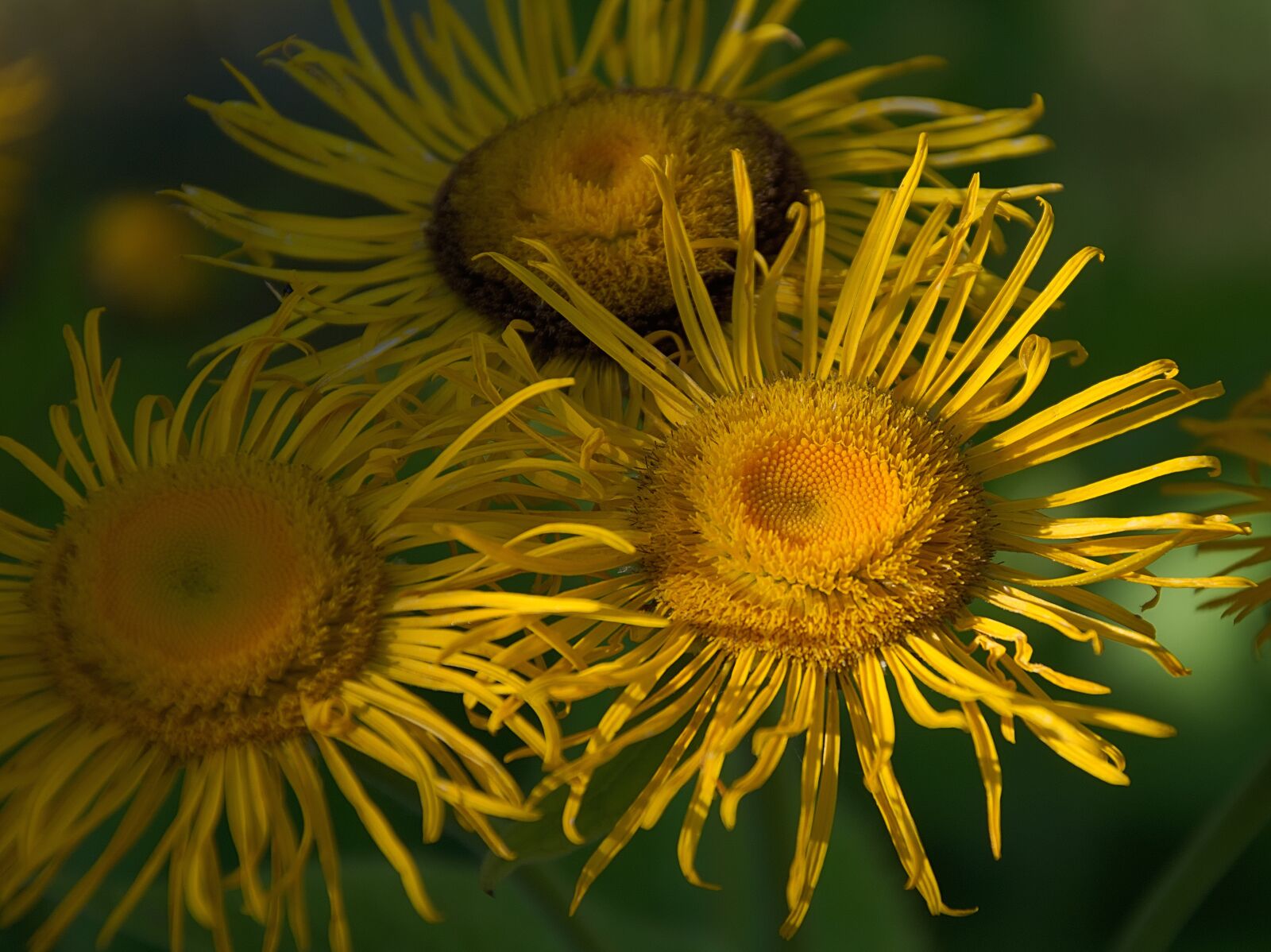 Nikon D3300 sample photo. Blossom, bloom, yellow photography