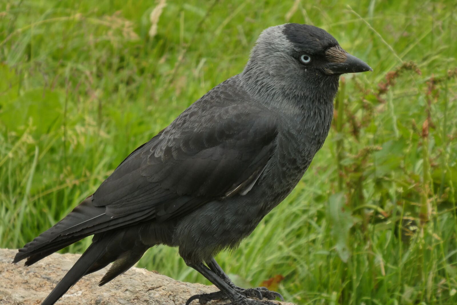Panasonic Lumix DC-ZS70 (Lumix DC-TZ90) sample photo. Jackdaw, crow, bird photography