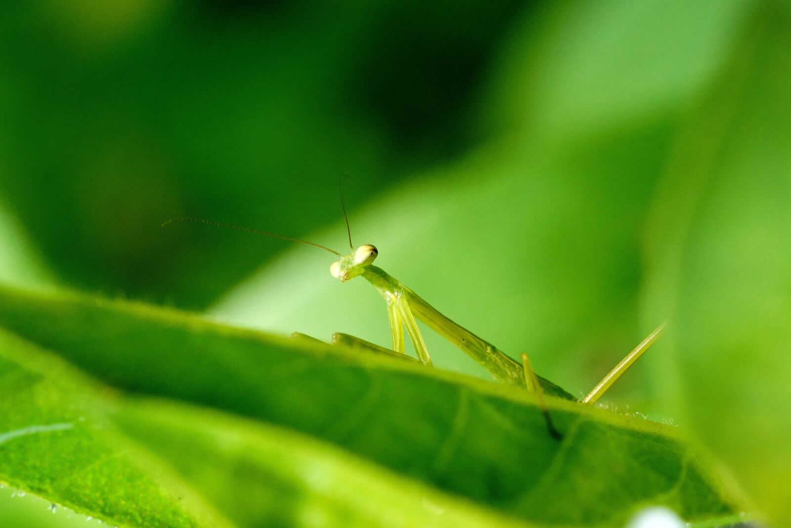 Sony a7R III + Sony FE 90mm F2.8 Macro G OSS sample photo. Mantis, insect, summer photography