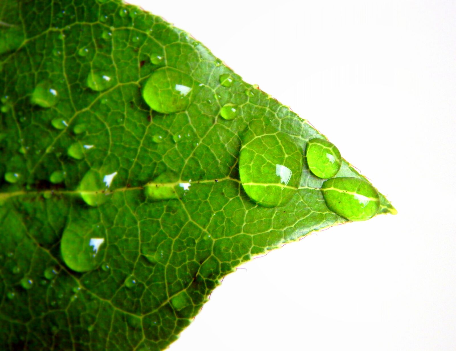 Nikon Coolpix L820 sample photo. Green, leaf, nature photography