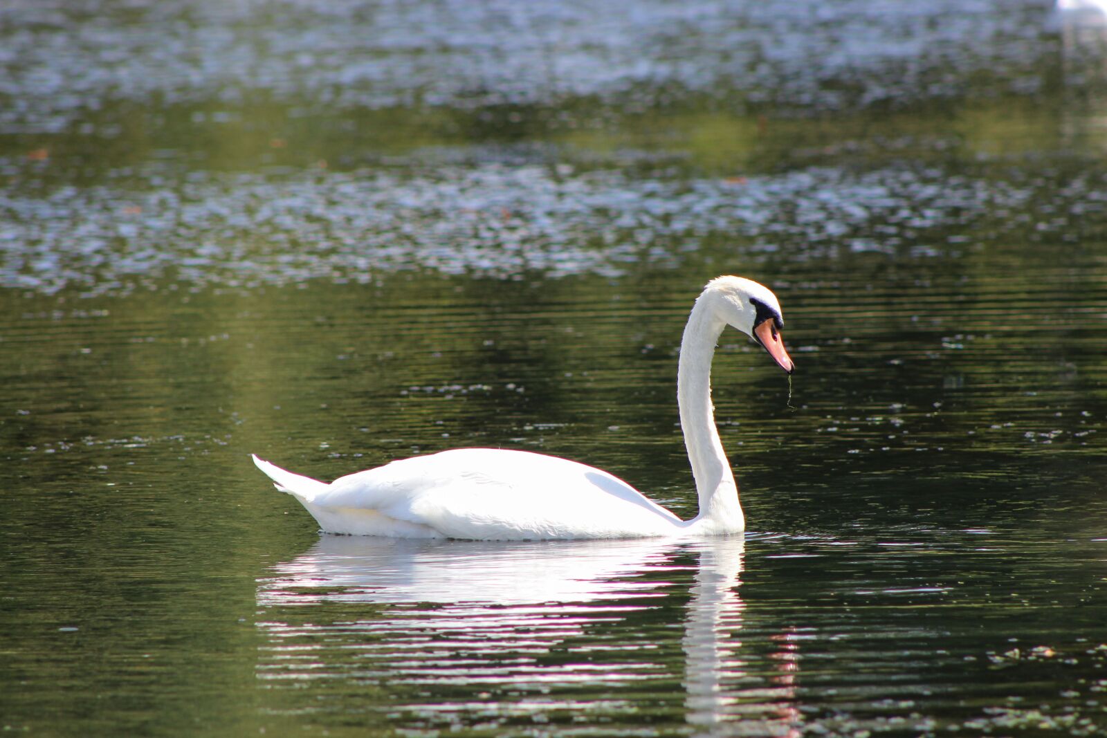 Canon EF75-300mm f/4-5.6 sample photo. Swan, water, nature photography
