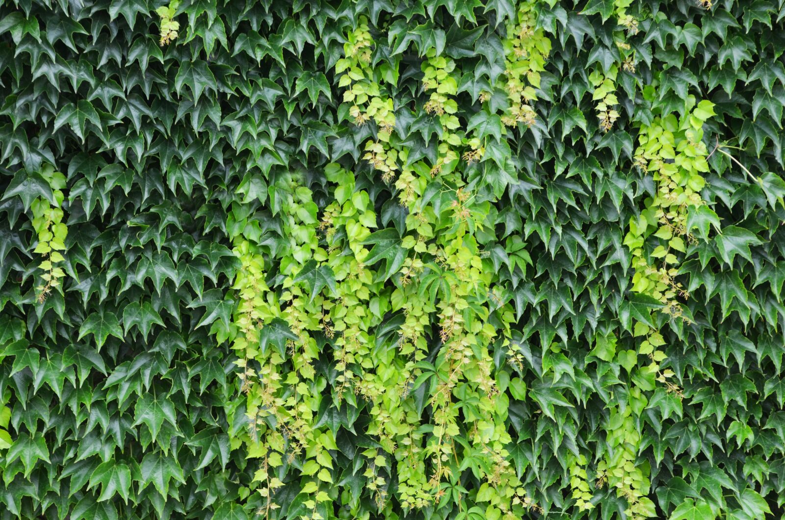 Nikon D7000 sample photo. Foliage, structure, wild grapes photography