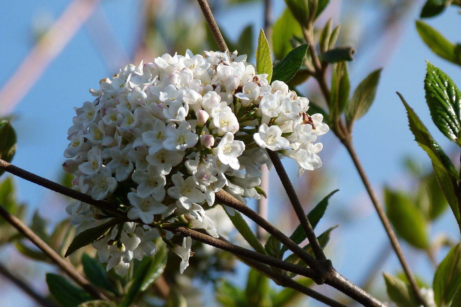 Panasonic Lumix DMC-FZ40 (Lumix DMC-FZ45) sample photo. Viburnum, white, garden photography