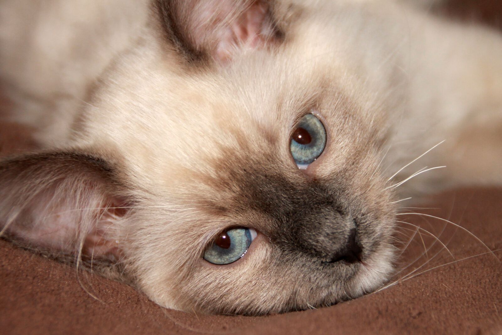 Canon EOS 1100D (EOS Rebel T3 / EOS Kiss X50) sample photo. Ragdoll, blue eye, eye photography