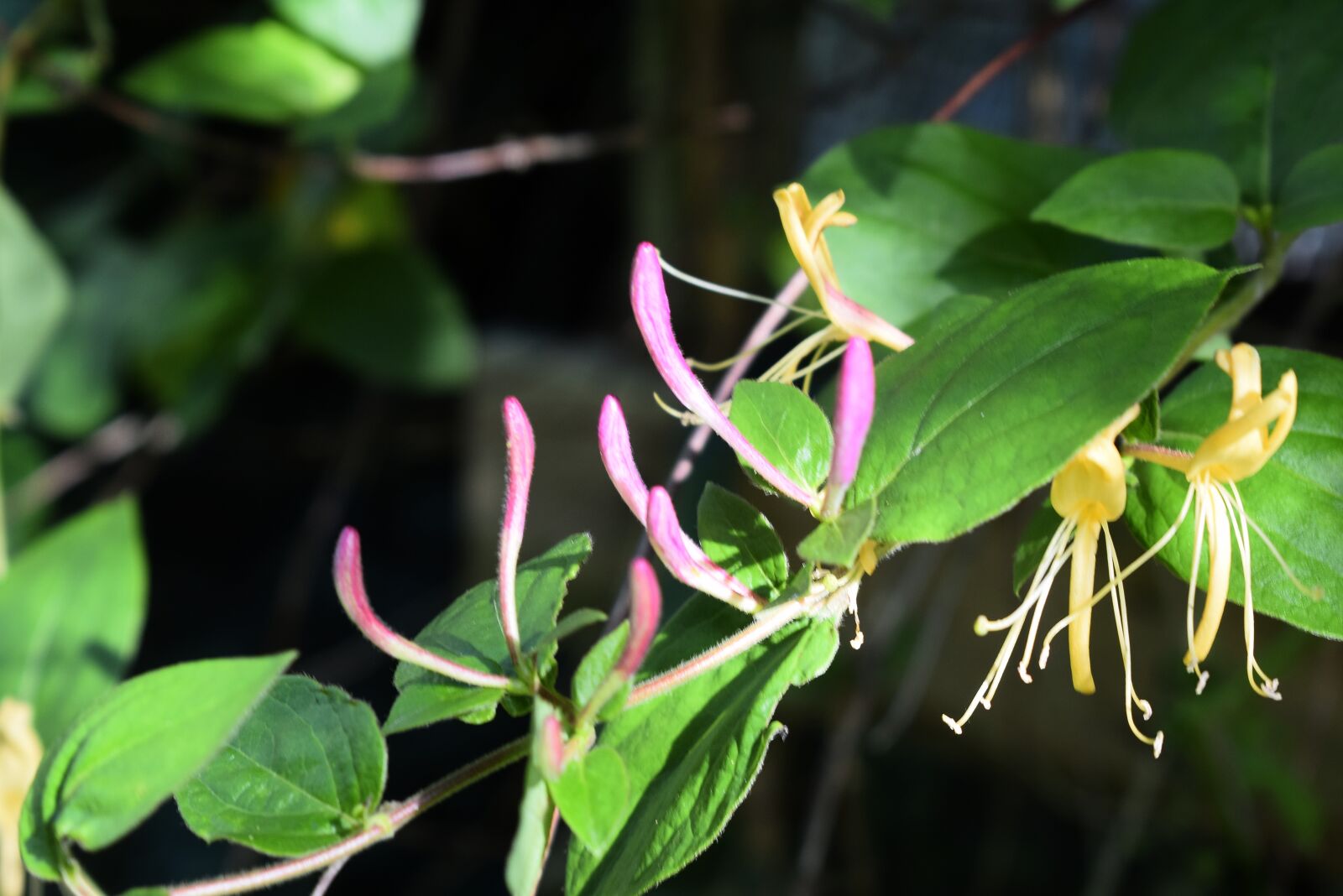 Nikon D3300 sample photo. Nature, lonicera fragrantissima, flowers photography
