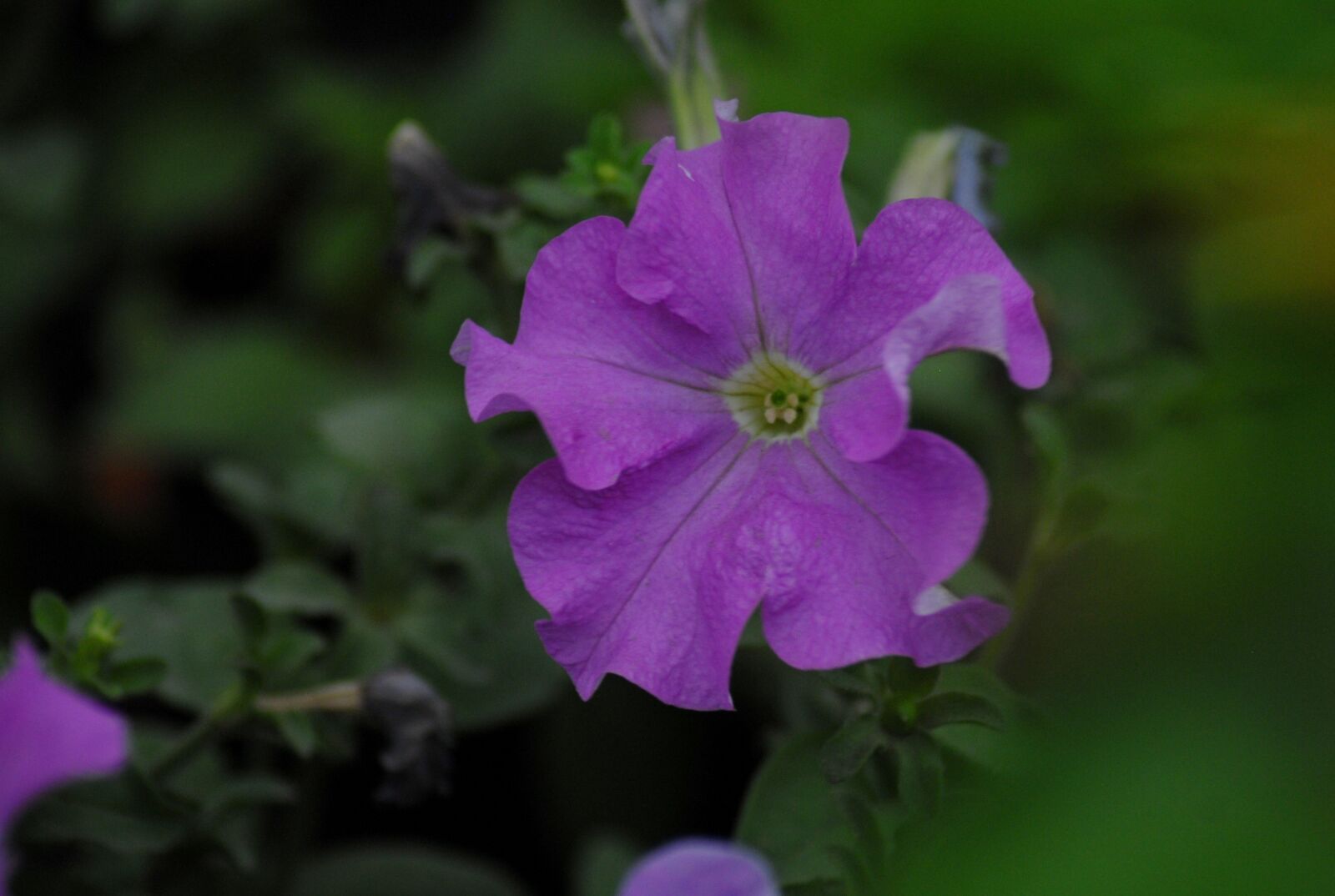 Nikon D200 sample photo. Flower, nature, flora photography