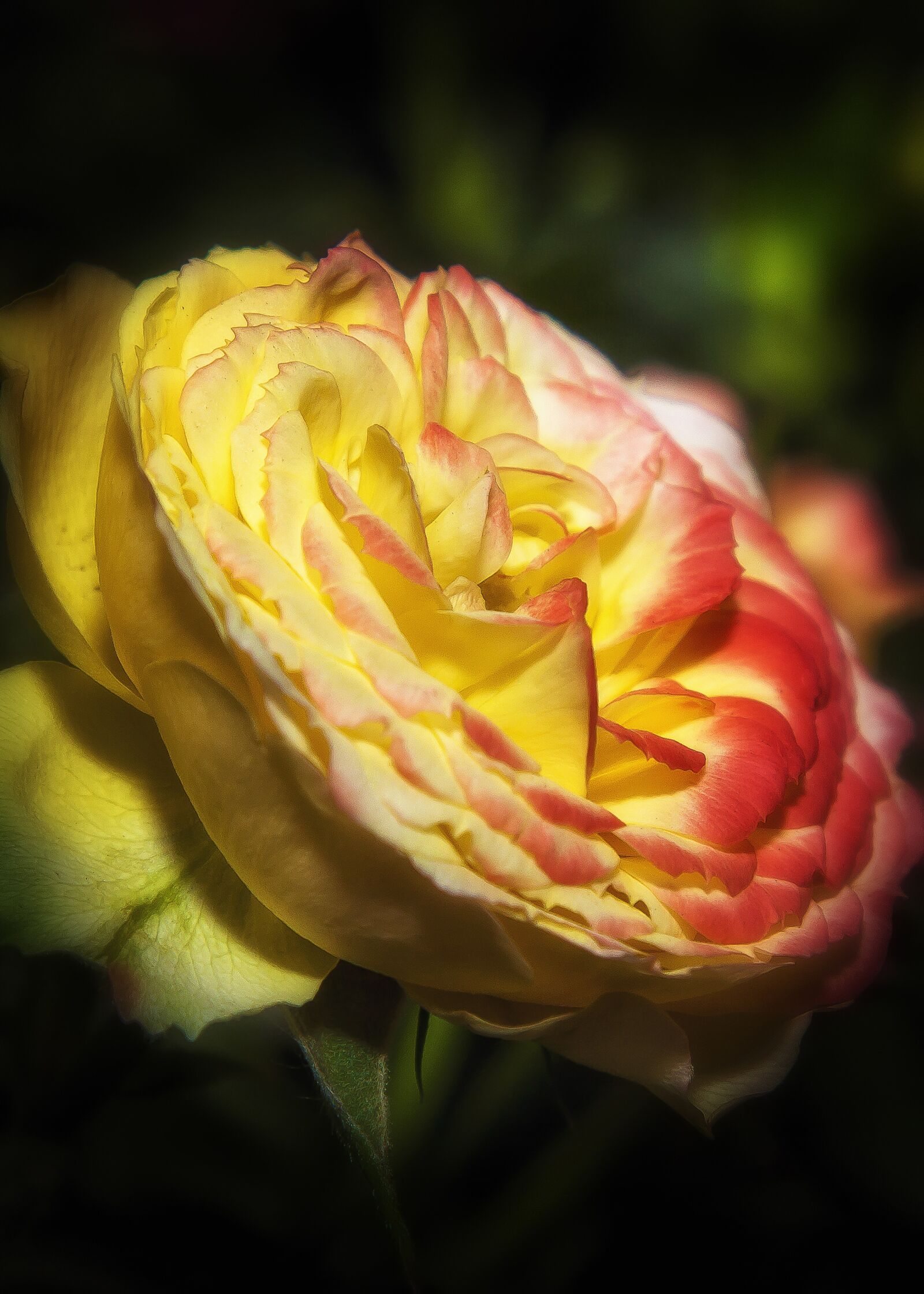 Canon EOS 50D + Canon EF 24-105mm F4L IS USM sample photo. Rose, flower, blossom photography