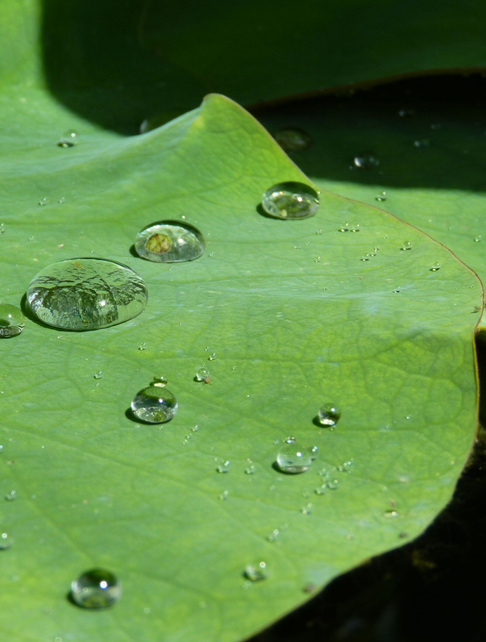 Panasonic Lumix DMC-FZ35 (Lumix DMC-FZ38) sample photo. Lotus effect, drip, water photography
