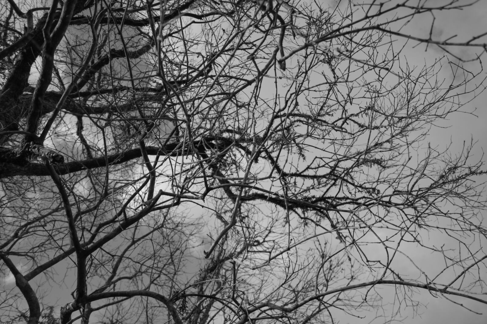 Tamron SP AF 17-50mm F2.8 XR Di II LD Aspherical (IF) sample photo. B&w photography
