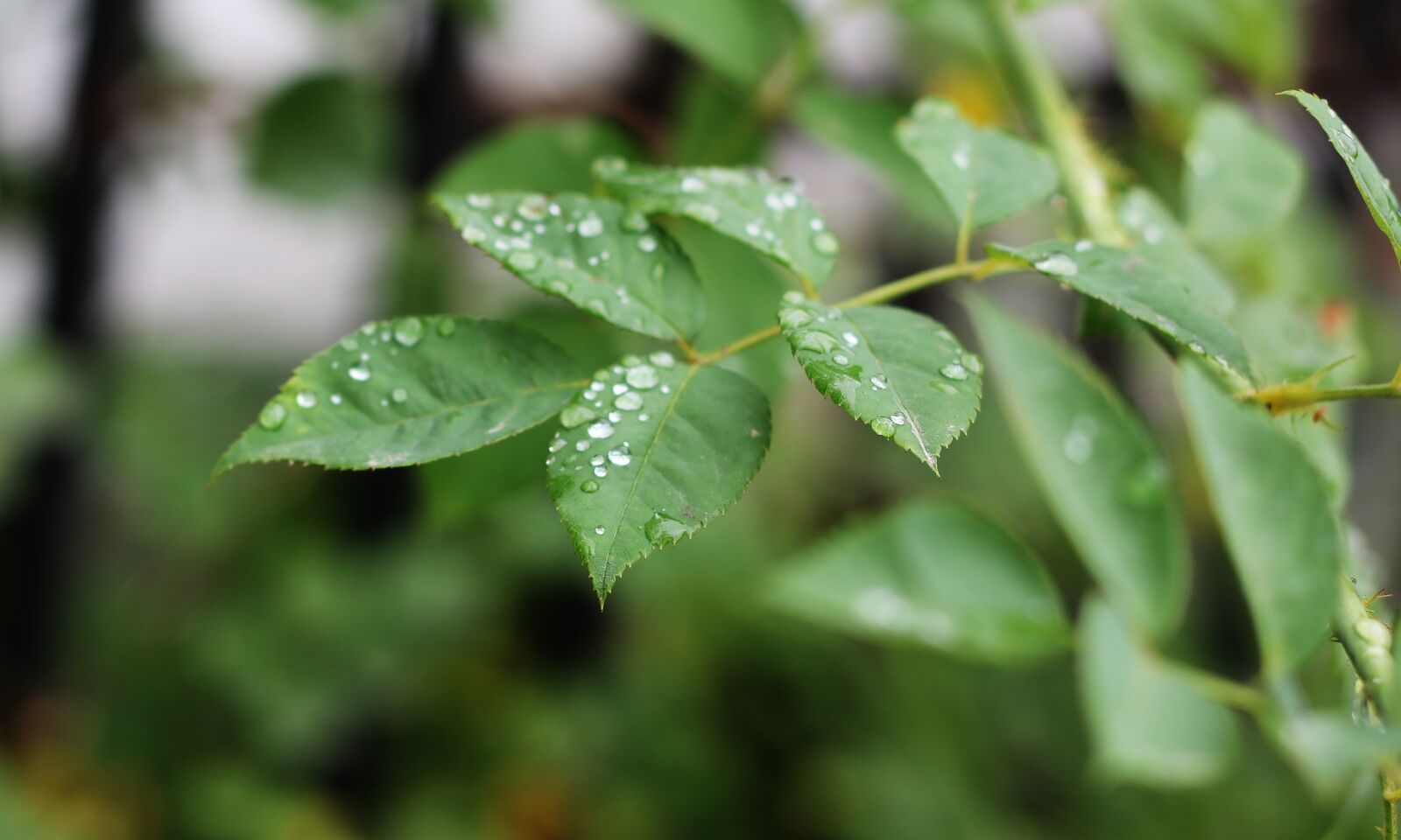 Canon EOS 760D (EOS Rebel T6s / EOS 8000D) sample photo. Green, tree, raindrop photography