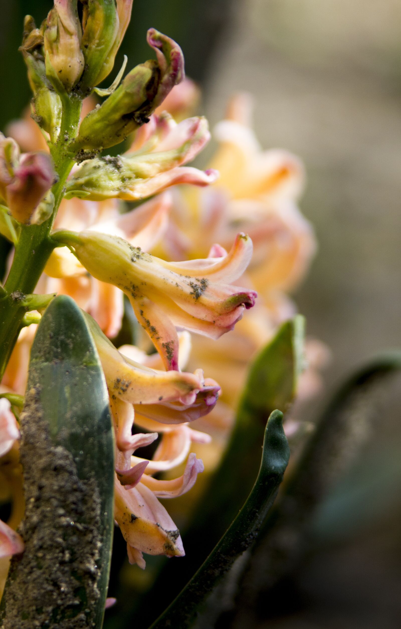 Canon EOS 550D (EOS Rebel T2i / EOS Kiss X4) sample photo. Hyacinth, spring, garden photography