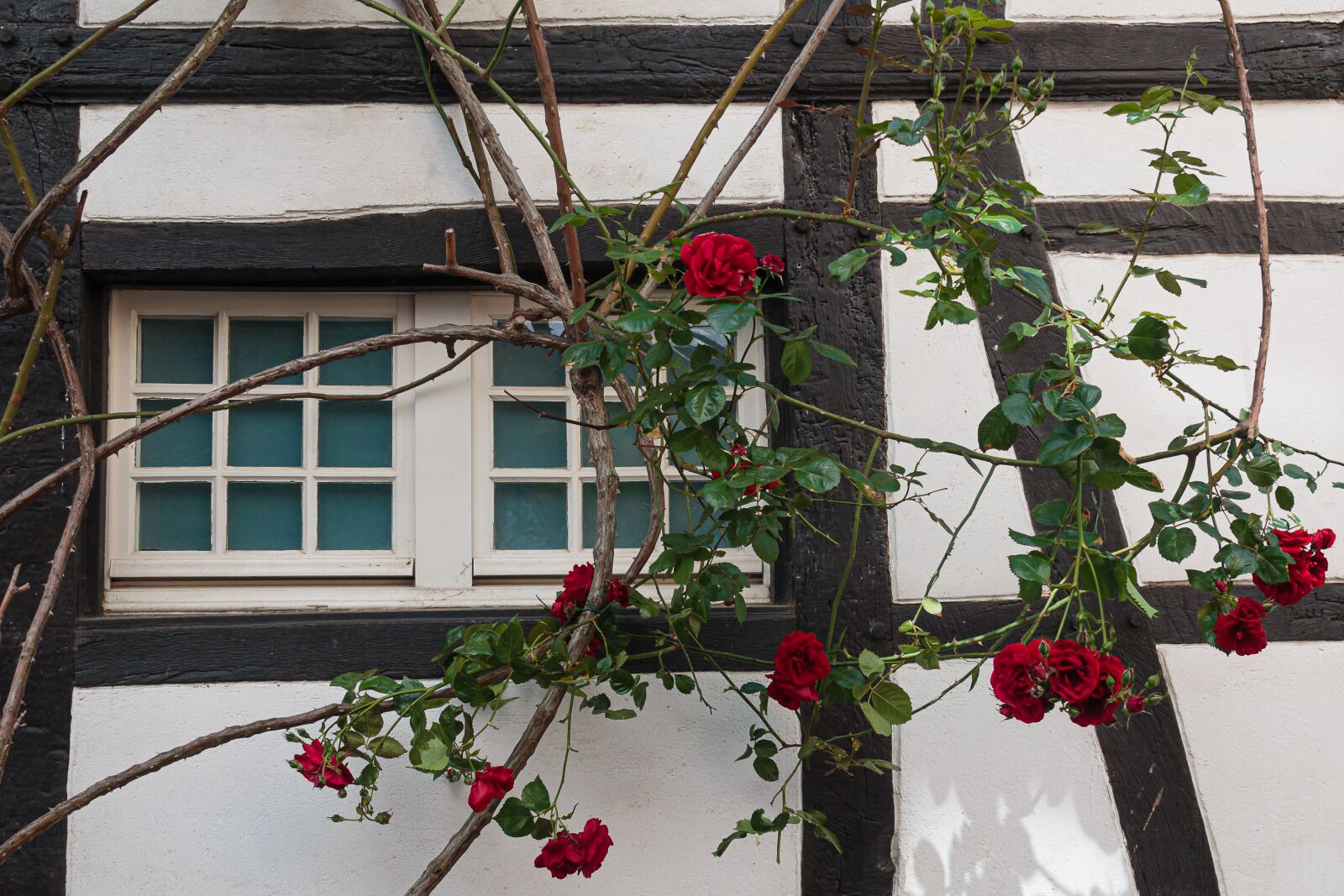 Canon EOS 70D sample photo. Window, truss, roses photography