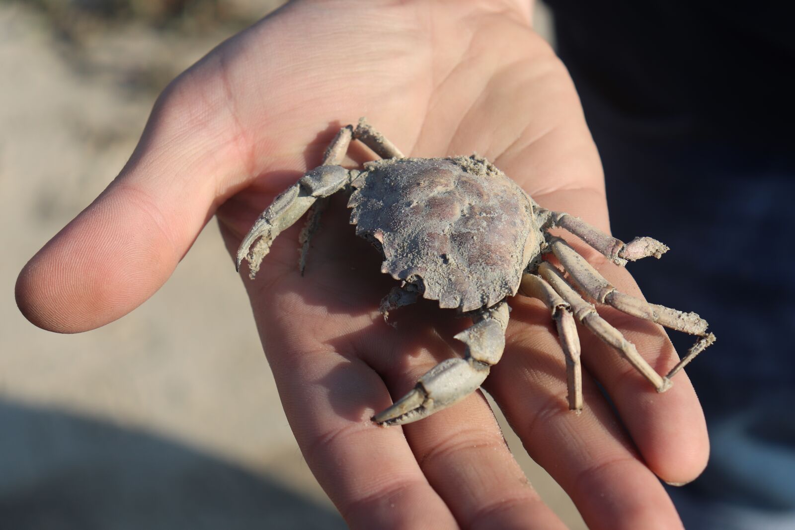 Canon EOS 200D (EOS Rebel SL2 / EOS Kiss X9) sample photo. Crab, cancer, north sea photography
