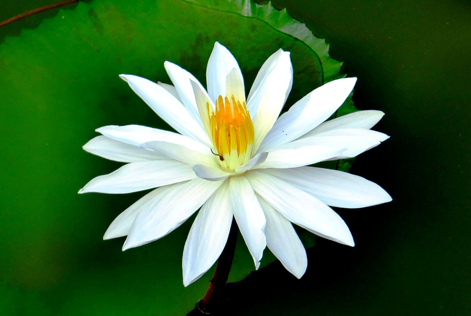 CASIO EX-H20G sample photo. Water lily, flower, aquatic photography
