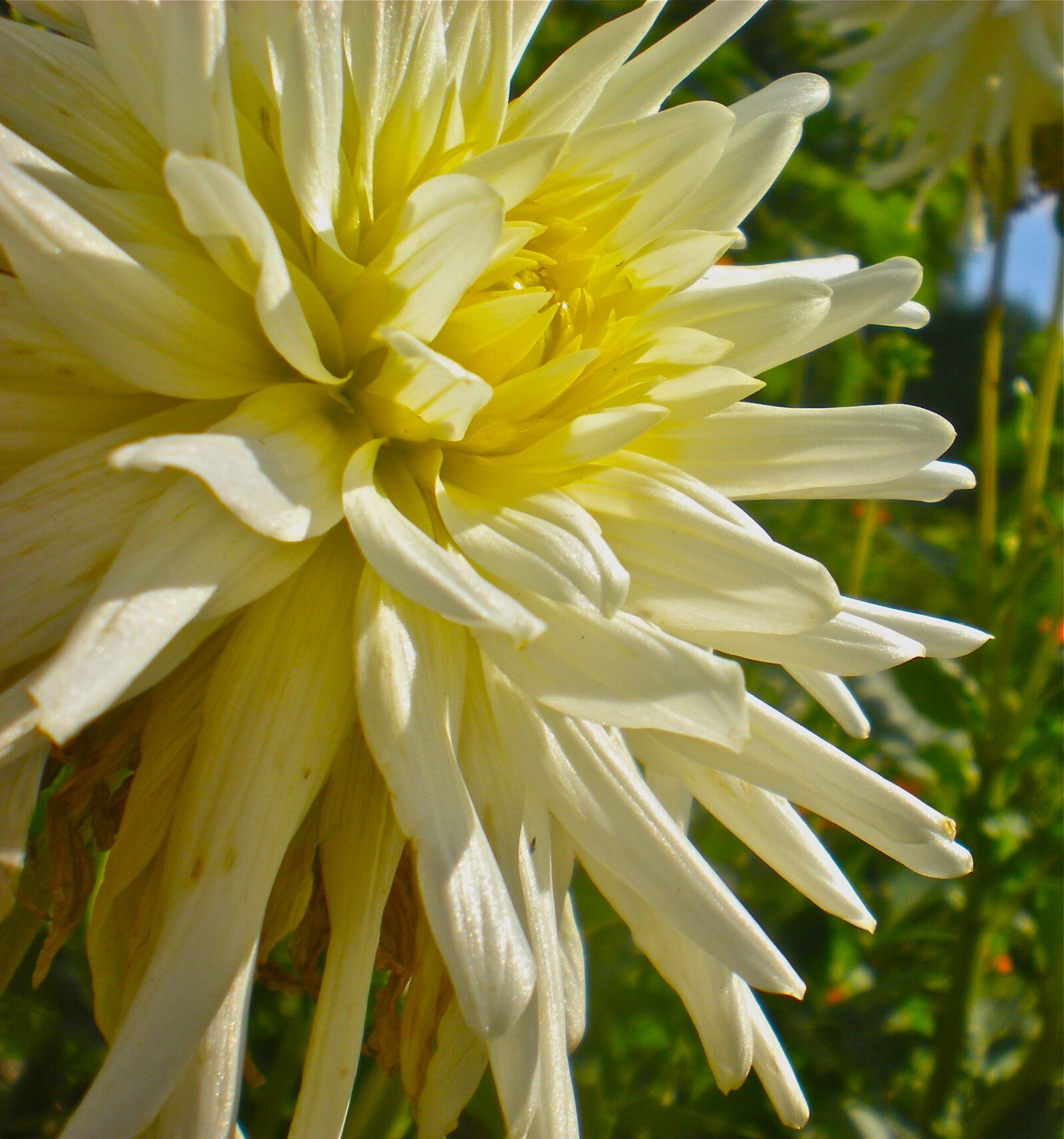 Nikon Coolpix S210 sample photo. Flower, white, summer photography